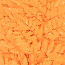 Artikel Farnzweig getrocknet konserviert für Floristik Herbstdeko 42cm 10St