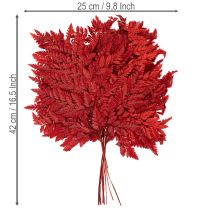 Artikel Farnzweig konserviert gefärbt Echter Farn für Herbstarrangements 42cm 10St