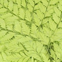 Artikel Farn konserviert Edles Naturmaterial für langlebige Dekorationsprojekte 40cm 10St