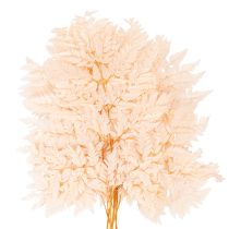 Artikel Trockendeko Farn für Vase 42cm 10St