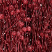 Artikel Flachs Bordeaux Rot Trockendeko Trockenblumen L55cm 80g