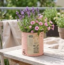 Artikel Blumentopf Deko Dose Lachs Metall Sommerdeko Ø11cm H10,5cm
