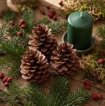Artikel Kiefernzapfen Pinus Maritima Seekiefer Zapfen Deko 12-13cm 3 St