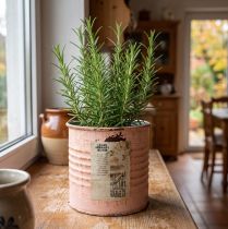 Artikel Blumentopf Deko Dose Lachs Metall Kräuterdose Ø8cm H7,5cm
