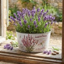 Artikel Übertopf Lavendel Kunststoff Blumenschale rund Ø21cm H11cm