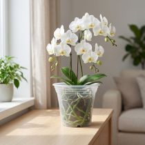 Artikel Plastiktopf „Irys“ Transparent Ø17cm 1 St