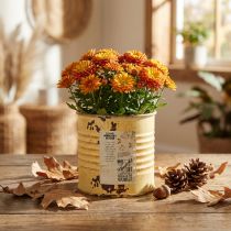 Artikel Deko Dose Sommer Apricot Metalldose Pflanztopf Ø8cm H7,5cm