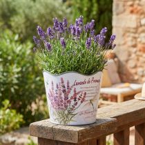 Artikel Übertopf Kunststoff Blumentopf Sommer Lavendel Ø16,5cm H13,5cm
