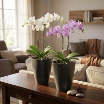 Artikel Orchideentopf Blumentopf Plastik Anthrazit 13,5x13x16,5cm 2St