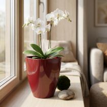 Artikel Orchideentopf glänzend Ø12,5cm Bordeaux 1 St
