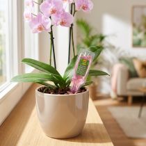Artikel Compo Orchideen-Aufbaukur 30ml