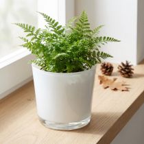 Artikel Übertopf aus Glas Weiß Ø11,5cm H11cm