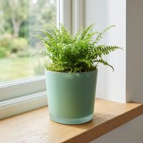 Artikel Glas Blumentopf Grün Übertopf Glaskübel Ø11,5cm H11cm