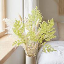 Artikel Farn konserviert Edles Naturmaterial für langlebige Dekorationsprojekte 40cm 10St