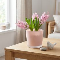 Artikel Blumentopf Glas Übertopf Rosa Glaskübel Ø11,5cm H11cm