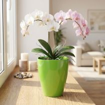 Artikel Orchideentopf glänzend Ø12,5cm Limette 1 St