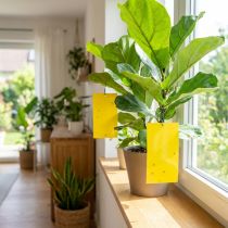 Artikel Solabiol® Gelbtafeln Klebefallen Insektizidfrei 7 Stück