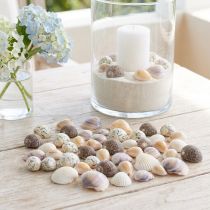 Artikel Muschel Deko Mini Herzmuscheln Schneckenhäuser 1–3cm 340g