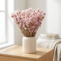 Artikel Trockenblumen Bund Trockendeko Kamille Pink 65cm 50g