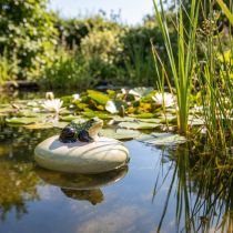 Artikel Deko Frosch Schwimmstein aus Keramik für Gartenteich und Wasserbecken 13cm