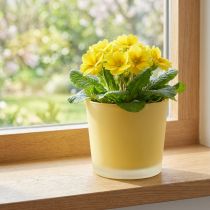 Artikel Glas Blumentopf Gelb Übertopf Glaskübel Ø10cm H8,5cm