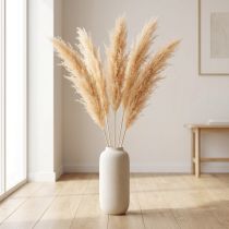 Artikel Asparagus Trockengräser Zierspargel Apricot 90cm 5 St