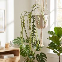 Artikel Sägeblattkaktus Künstlich Epiphyllum anguliger L68cm 3 St