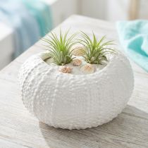 Artikel Dekoschale Keramik Maritim Oval in Weiß 19x15x8,5cm