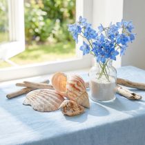 Artikel Muschel Deko Seeschnecke Meerschnecke Natur 350g × 3St