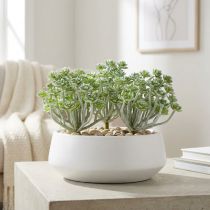 Artikel Sukkulente Echeveria 17cm Grau 3 St