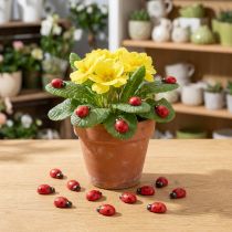 Artikel Deko-Marienkäfer zum Kleben 1cm Rot 360 St