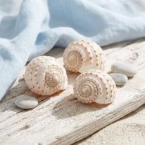 Artikel Muschel Tonna Tessalata 7 St