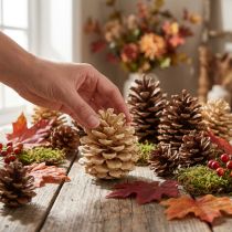 Artikel Pinienzapfen Pinus Pinea Zapfen creme gemischt 5-18cm 25 St