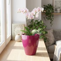 Artikel Orchideentopf glänzend Ø12,5cm Kirsche 1 St