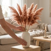 Artikel Schilfrohr Trockendeko Apricot 75cm 10 St Boho Pampasgras
