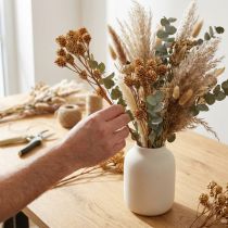 Artikel Salignum Zweig Hell Leucadendron Blüten am Zweig 25 St