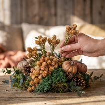 Artikel Salignum hell 4-6 Blüten am Zweig Leucadendron 100 St