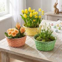 Artikel Pflanzkorb rund Ø25cm Orange, Gelb, Grün 6 St
