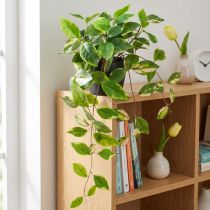 Artikel Philodendron -Scindapsus mit Topf, pflegeleicht – ideal für Büro und Zuhause 32cm