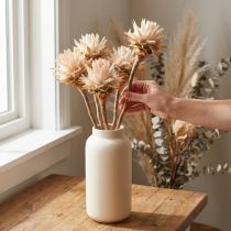 Artikel Leucospermum Plumosum Silberbaum Blüten Hell 25 St