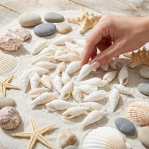 Artikel Deko Schnecken Weiß, Meeresschnecke Naturdeko 2-5cm 1kg