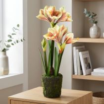 Artikel Amaryllis im Moosballen künstlich mit Rosa-Gelb Gemusterten Blüten – 45 cm – Exotische und stilvolle Dekoration