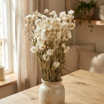 Artikel Kamille Trockenblumen Deko Blumen Weiß Bund 65cm 50g