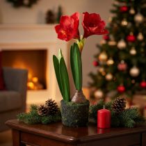 Artikel Amaryllis in Moosballen künstlich – Leuchtend rote Blüten, 49 cm – Elegante und natürliche Raumdekoration