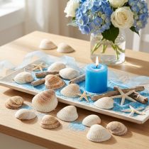 Artikel Muschel Deko Muscheln Weiß Braun Herzmuscheln 5–7cm 300g
