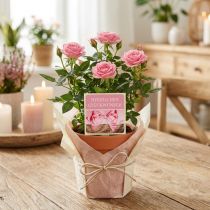 Artikel Etiketten "Herzlichen Glückwunsch" Rosa 3,5cm x 3,5cm 500St