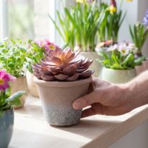 Artikel Sukkulente im Topf Echeveria künstlich Rot Vintage Ø15cm H16cm