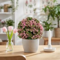 Artikel Deko Kugel Rosa Grün Kugelpflanze Ø15cm 1 St