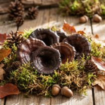 Artikel Kalix Pilz Natur lackiert Trockenpilze Deko Groß 50 St