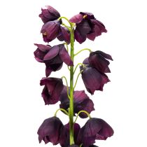 Artikel Fritilaria naturgetreue Nachbildung für edle Arrangements und Bouquets 78cm